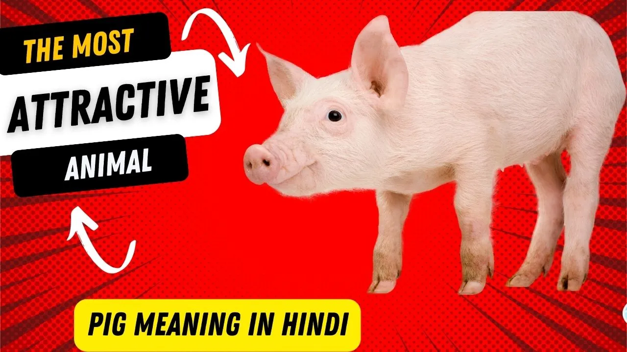 pig meaning in hindi